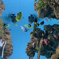 夏休みのお知らせ